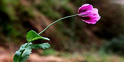 BioWare对《星球大战：旧共和国武士》重制表示支持